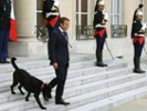 France welcomes new First Dog