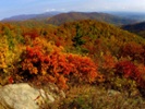 The science behind autumn colors