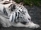 Bengal tiger undergoes laser surgery on eye