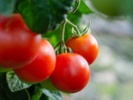 Study tests effect of beneficial soil fungus on tomatoes