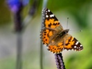 How do these butterflies fly nonstop over the Atlantic?