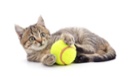 Your cat plays fetch? It's not alone