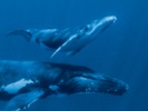 Study uncovers vocal patterns of baby humpback whales