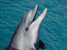 Dolphins "smile" while playing