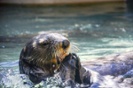 Infamous Calif. otter is back for a snack!