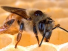 Giant Co. brings new honeybees, awards research grants
