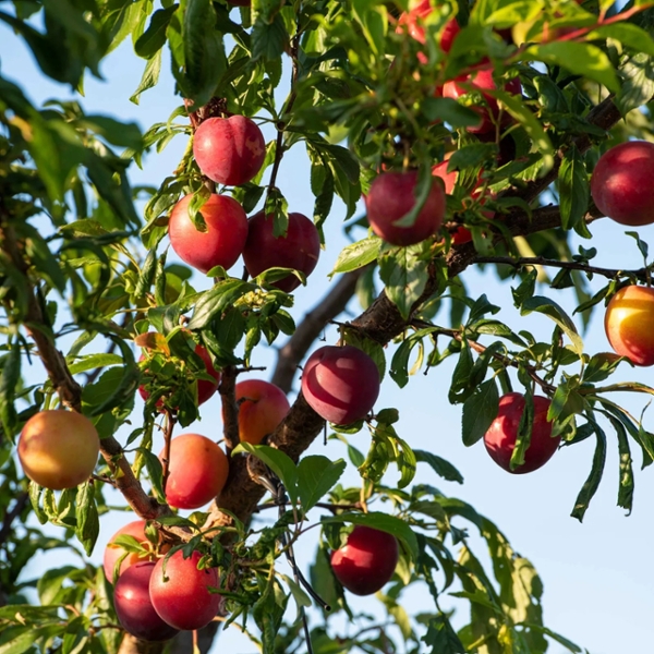 Every Birth Month Has Its Own Fruit Tree – Discover Yours and the Meaning Behind It
