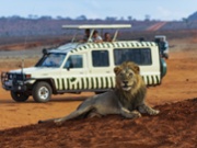 Managing unpredictability: 5 lessons from a safari