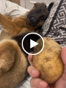 Dog's "emotional support potato" amuses TikTok