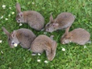 Poland to citizens: Take cue from rabbits and multiply