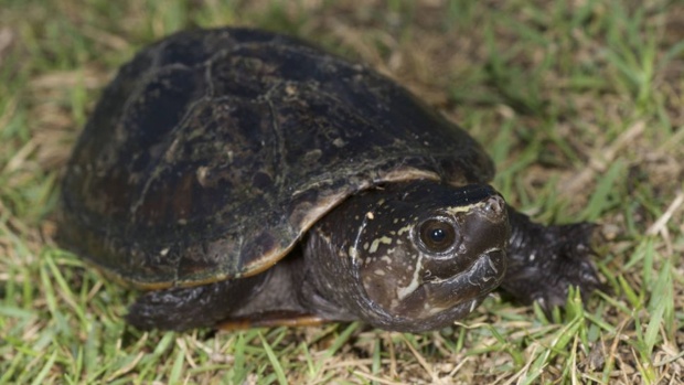 Infamous 'Lizard King' of Florida nabbed in turtle heist