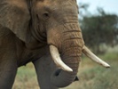 Male elephants seem to tell others when it's time to go