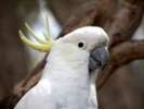 Cockatoos show a preference for condiments on food