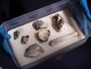 Brazilian museum recovers fossil pieces post-fire