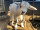 N.C. students raise farm animals in school barn