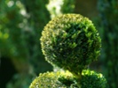 London man's hedge trimming becomes a tourist attraction