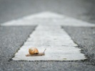 How taking a snail's pace can speed up stress relief