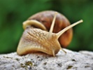 These robot snails aren't fast, but they're sticky