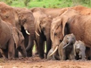 Elephants invent names for each other, know own names