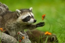 Raccoons thrive because they are flexible puzzle-solvers