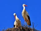 Large birds have fewer offspring as climate warms