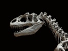 L.A. museum features 150M-year-old green-boned dinosaur