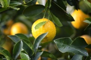 Pop-up at Four Seasons in Calif. celebrates lemons