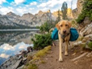 Dogs run loose in nature preserve to help restore habitat