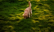 A curious Golden Retriever is captured following a scent trail in a sunlit grass field. The dog's focused expression highlights its keen sense of smell as it explores the natural environment.
