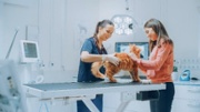 Introduction to Veterinary Products | May 2, 2024 | Virtual Course