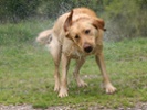 Why do dogs shake off when they're wet? Science knows!