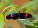 Study reveals butterflies' surprising memory skills