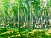 Arashiyama bamboo grove on a sunny summer day, Kyoto, Japan