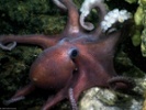 Rare octopus nursery discovered near Costa Rica