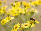 Pollen forecasts getting more accurate