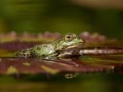 Frogs use belly-flop technique to "walk" on water