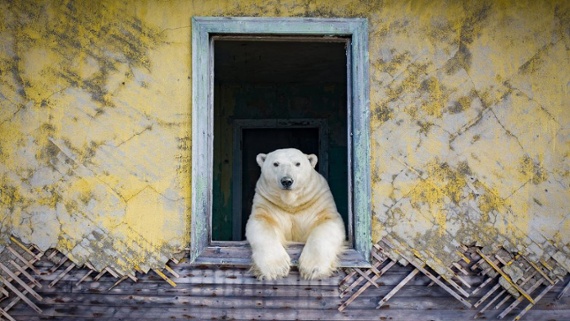 See first-ever photos of polar bears playing house in the Russian Arctic