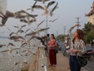 Seagulls preferred food that had been touched by humans