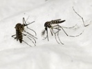 Gene editing of mosquitoes could be the end of malaria