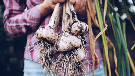 How to grow garlic in 6 simple steps