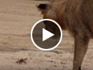 A single crab fends off a pride of lions