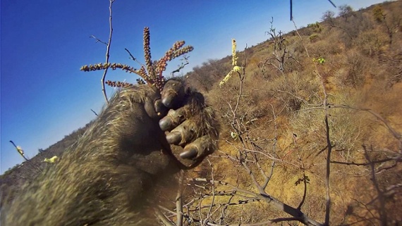 Collar cameras on baboons in South Africa reveal their unbelievably disgusting diet