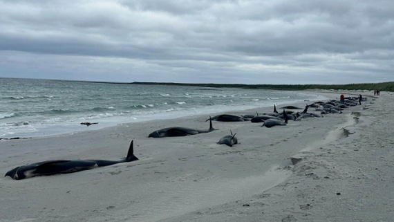 Entire pod of 89 pilot whales dies on Scottish beach in freak mass stranding