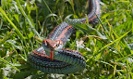 Snakes near (not on) the planes in San Francisco