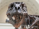 Dinosaur tracks may have sparked ancient art