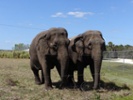 30 elephants get a new retirement home