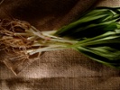 Ramps add seasonal appeal to restaurant menus