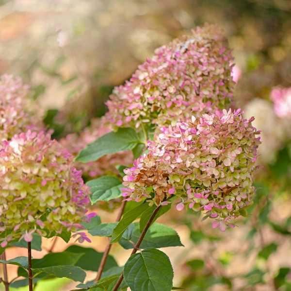 What to do with hydrangeas in the fall