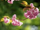 Cherry blossoms in Japan are sprouting out of season