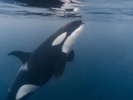 Orcas use yachts as fodder for target practice